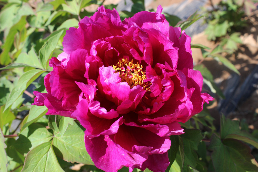 Ba Yun – imperial Paeonia rockii tree peony, deep magenta-purple double bloom