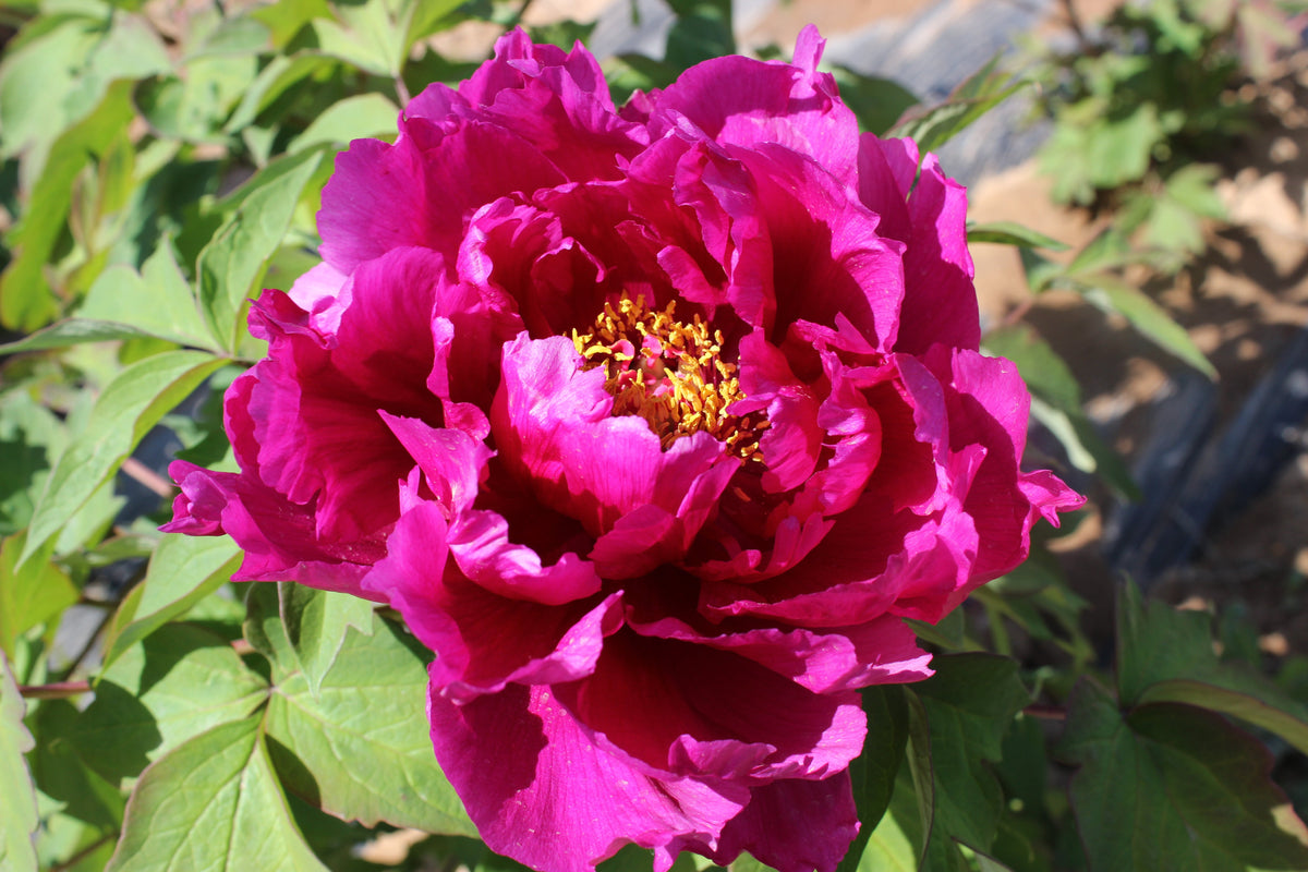 Ba Yun – imperial Paeonia rockii tree peony, deep magenta-purple double bloom