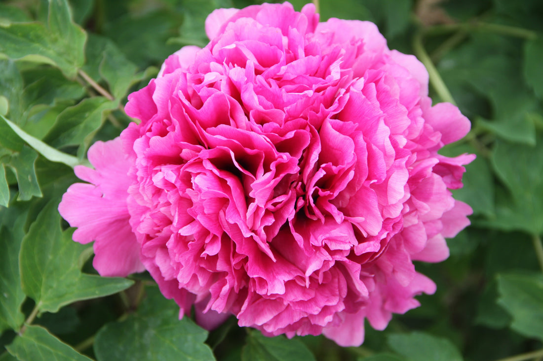 He Ping Hong Xiu Qiu: The Peachy-Pink Globe Imperial Rockii Tree Peony