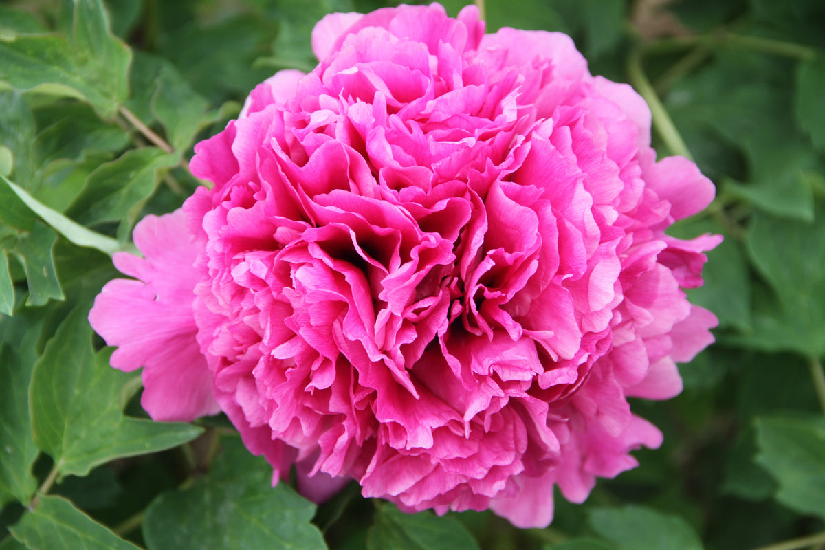 He Ping Hong Xiu Qiu: The Peachy-Pink Globe Imperial Rockii Tree Peony