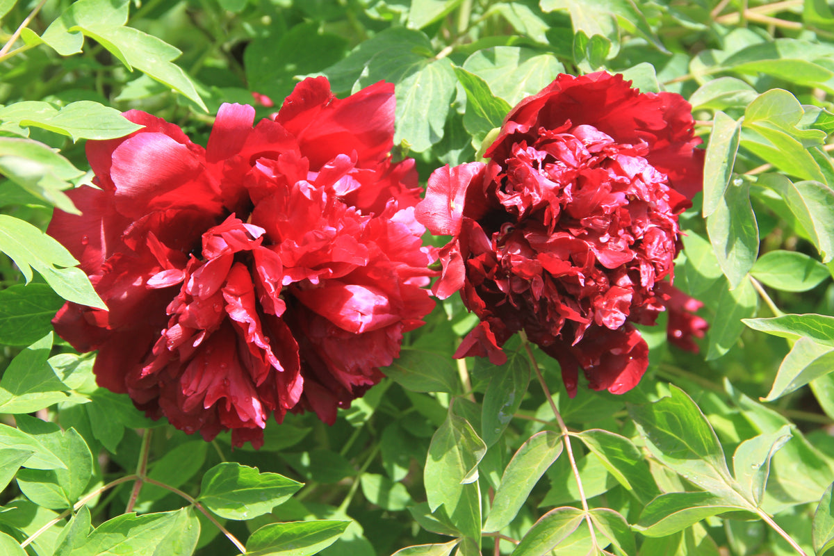 Jing Hua Mo Guan – imperial Paeonia rockii tree peony, rich crimson-red double blooms