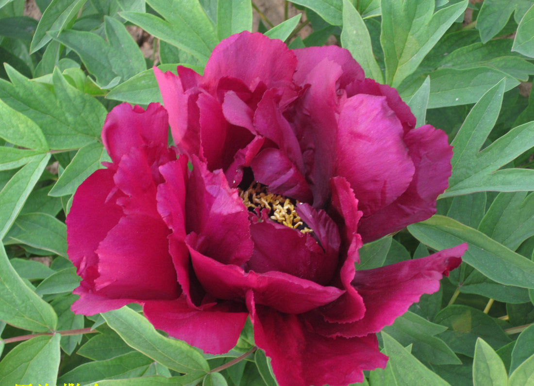 Jing Long Wang Yue – imperial Paeonia rockii tree peony, deep burgundy-magenta bloom