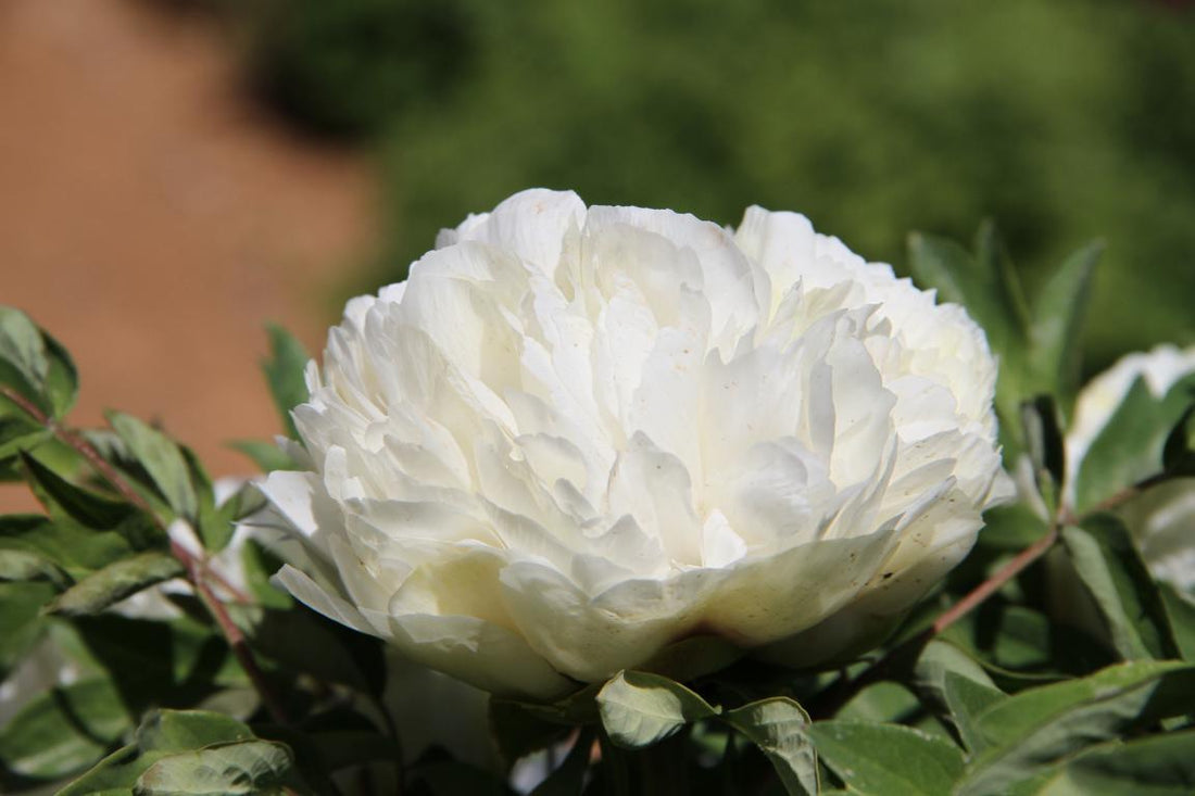 Jing Yun Xiang – imperial Paeonia rockii tree peony, pure white full double bloom