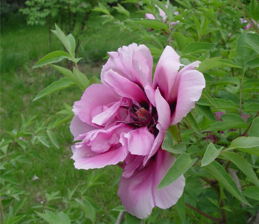 Jing He Lan – imperial Paeonia rockii tree peony, shifting pink to blue iridescent blooms