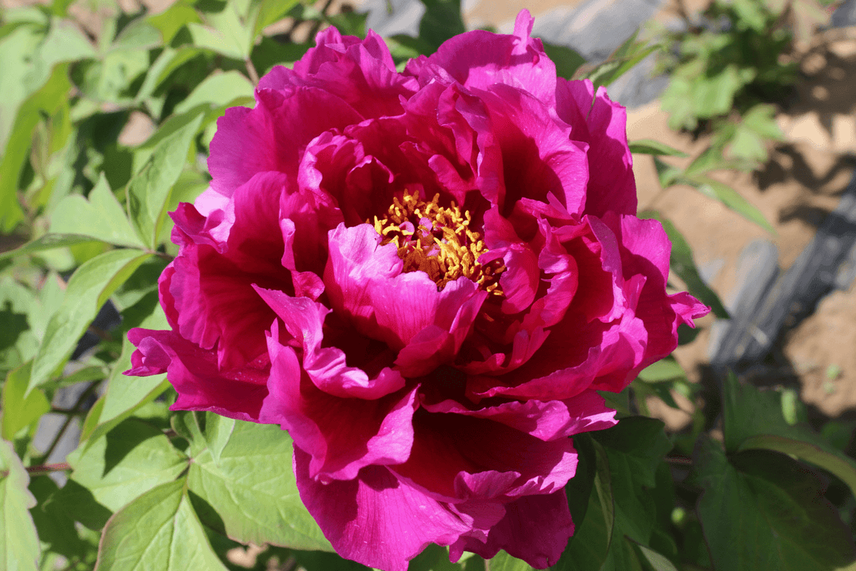 Ba Yun – imperial Paeonia rockii tree peony, deep magenta-purple double bloom