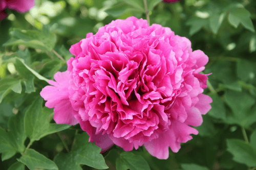 He Ping Hong Xiu Qiu – imperial Paeonia rockii tree peony, vivid hot pink ruffled double bloom