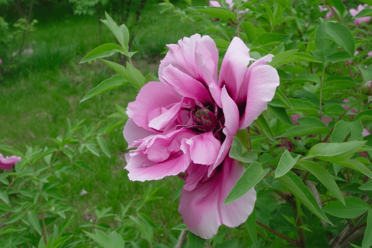 Jing He Lan – imperial Paeonia rockii tree peony, shifting pink to blue iridescent blooms.