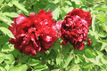 Jing Hua Mo Guan – imperial Paeonia rockii tree peony, rich crimson-red double blooms