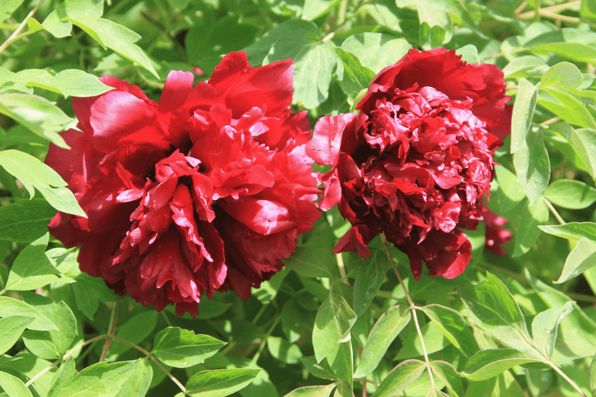 Jing Hua Mo Guan – imperial Paeonia rockii tree peony, rich crimson-red double blooms