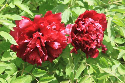 Jing Hua Mo Guan – imperial Paeonia rockii tree peony, rich crimson-red double blooms