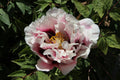 Jing Men Yan Yun – Rare Imperial Rockii Tree Peony
