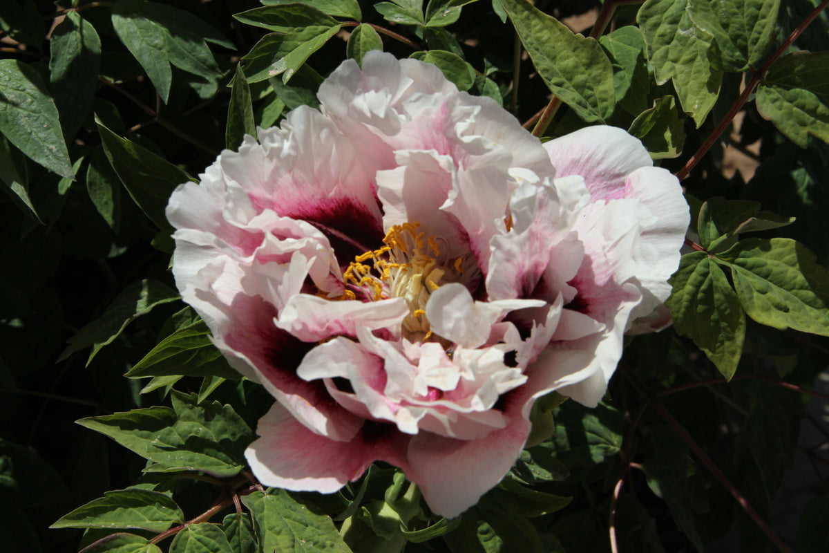 Jing Men Yan Yun – Rare Imperial Rockii Tree Peony