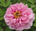 Jing Yan – imperial Paeonia rockii tree peony, soft pink double bloom with golden stamens