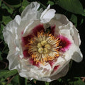 Jing Yun Sai – imperial Paeonia rockii tree peony, white blooms with dark pink central flares