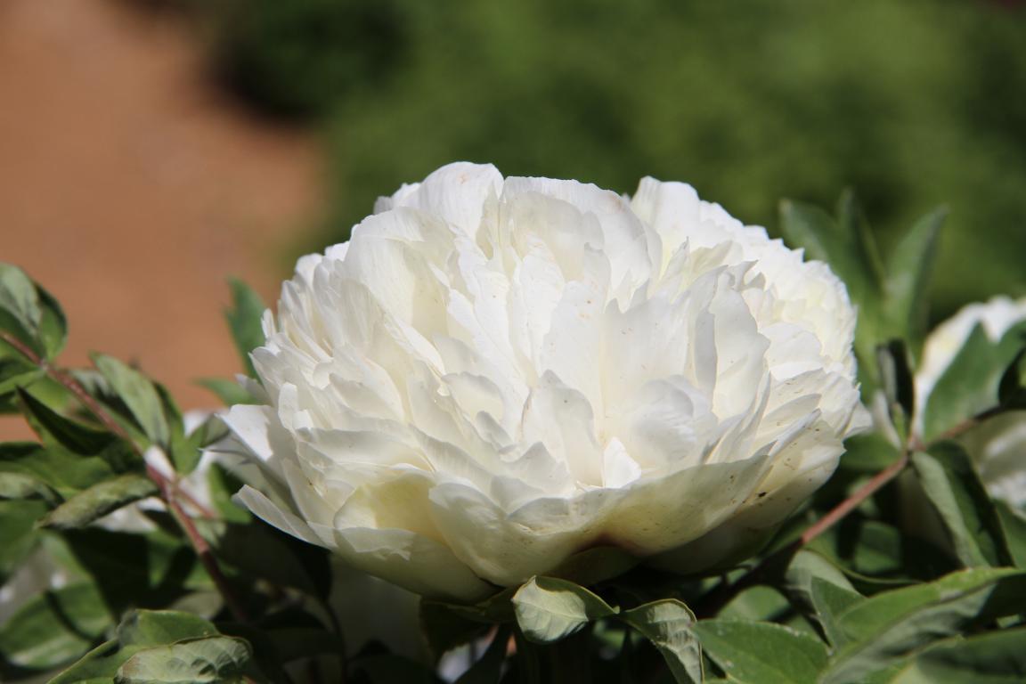 Jing Yun Xiang – imperial Paeonia rockii tree peony, pure white full double bloom